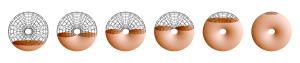 [Donut]