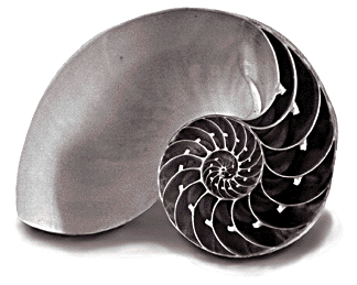 nautilus shell