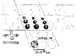 curled up dimensions