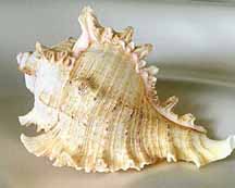 conch shell