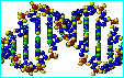 DNA exhibiting the Fibonacci pattern