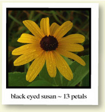 Black Eyed Susan - 13 petals