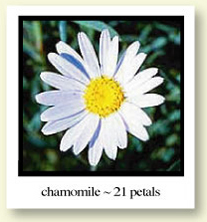 Chamomile - 21 petals