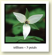 Trillium - 3 petals