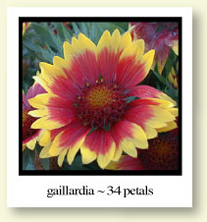 Gaillardia - 34 petals