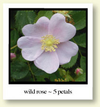 Wild Rose - 5 petals