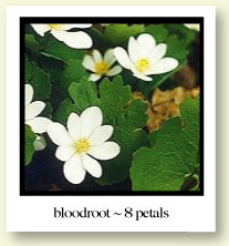 Bloodroot - 8 petals