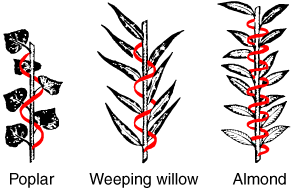 diagram of leaves