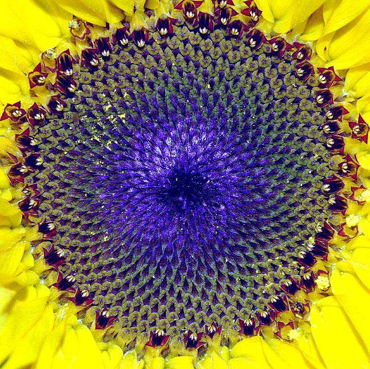 Sunflower rings 1