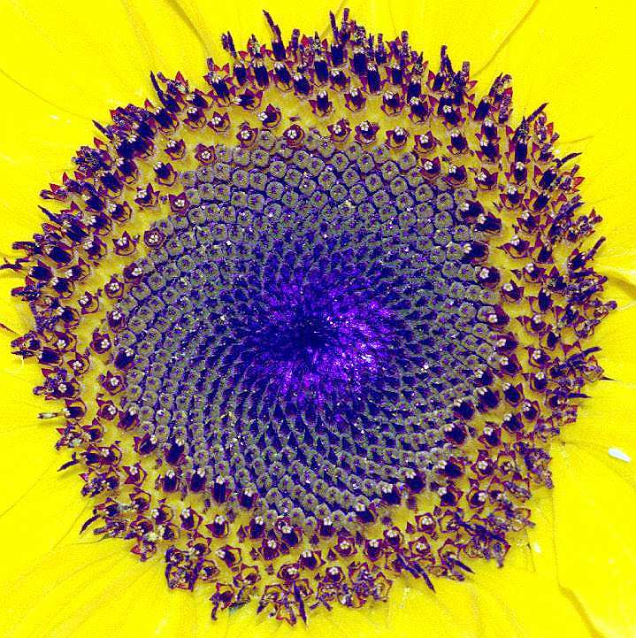 Sunflower rings 2