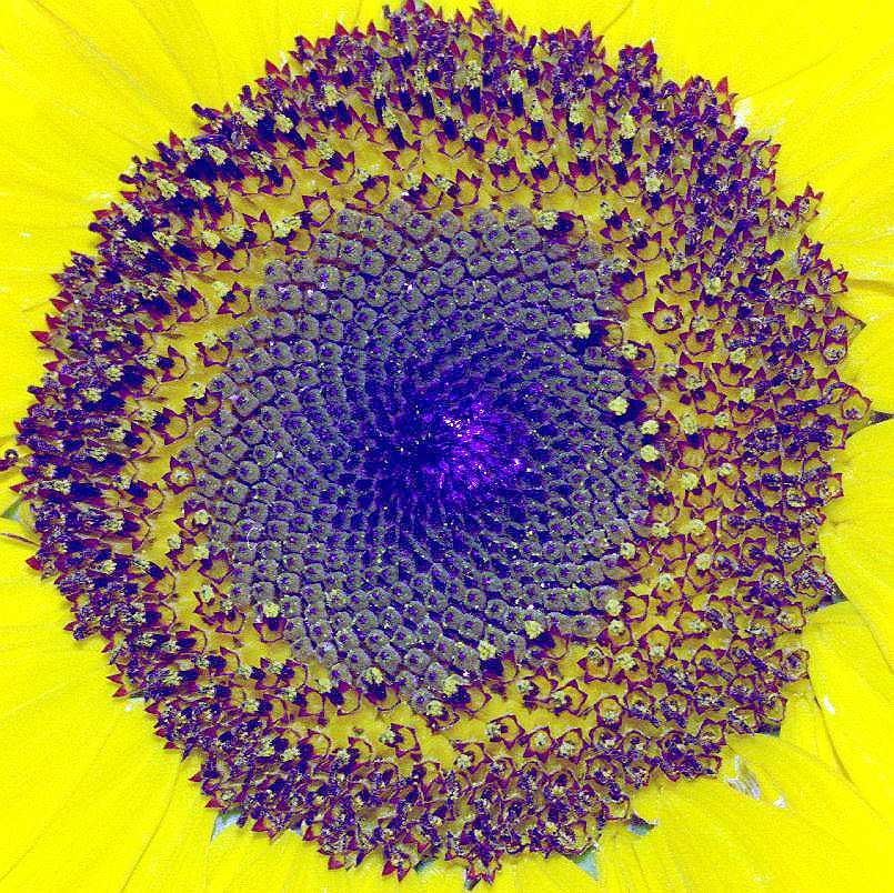 Sunflower rings 3