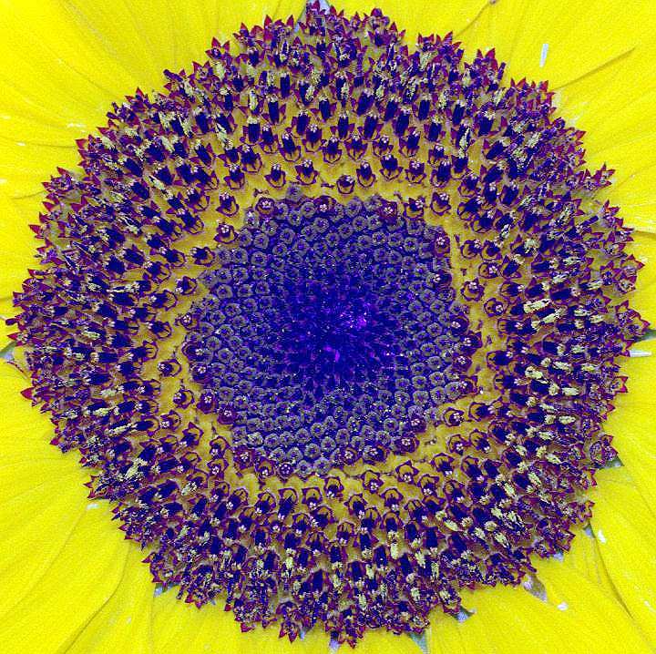 Sunflower rings 4