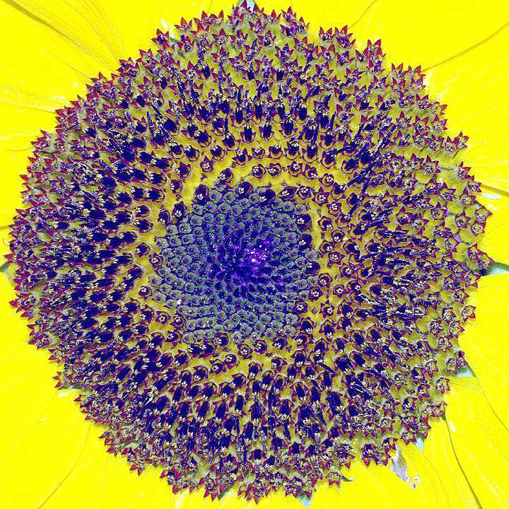 Sunflower rings 5