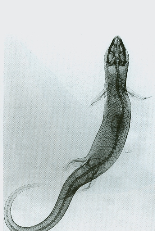 An X-ray image of a salamander