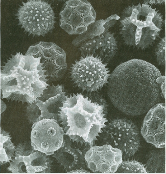 Microscopic grains of fossilized pollen